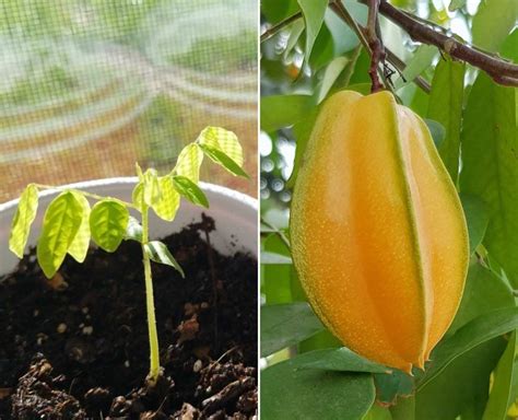 Star Fruit Seed Germination Time Temperature Process Gardening Tips
