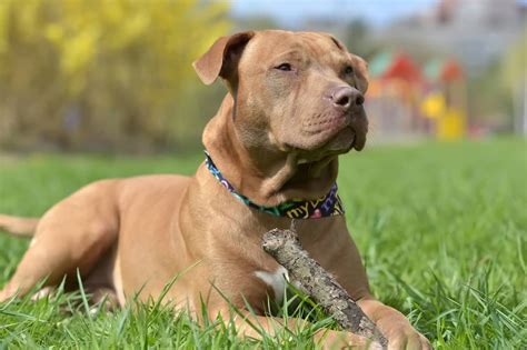 Complete Pitbull Dog Guide What To Know Before Buying Perfect Dog Breeds