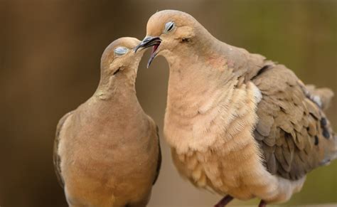 Dove Love Nature Photography