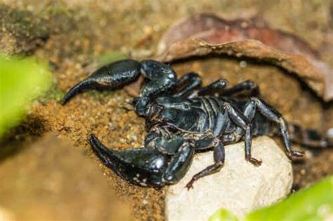 Characteristics Of Four Types Of Scorpions My Animals