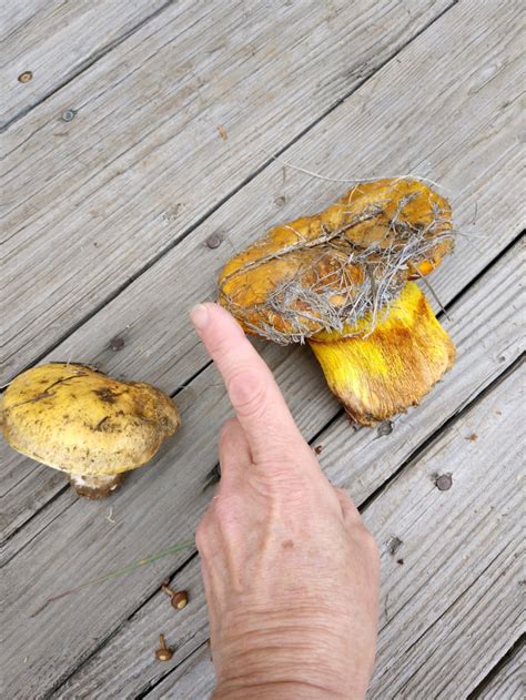Mushroom Help Identifying Mushrooms Wild Mushroom Hunting