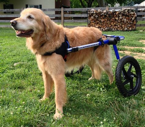 Handicapped Pets A Dog Wheelchair From Rainbow Bridge