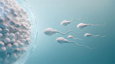 The Magic That Happens When A Sperm Meets An Egg And The Sparks Fly
