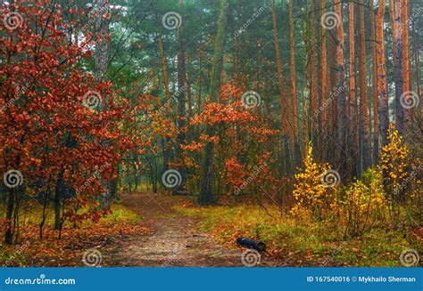 Autumn Forest Walk Among The Trees Stock Photo Image Of Forest