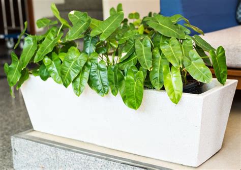 Green Potted Plants Stock Image Image Of Hobby Green 72607189