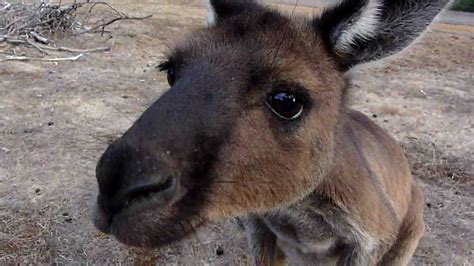 Kangaroo Island Kangoeroe Interesse In Camera Youtube