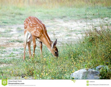 Whitetail Deer Fawn Stock Image Image Of Outdoors Nature 10382553