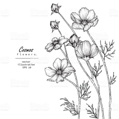 Cosmos Flower Drawing Easy Flower Cosmos Drawing Drawings Patterns