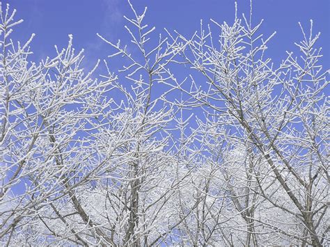 무료 이미지 나무 분기 겨울 꽃 서리 얼음 날씨 시즌 작은 가지 가문비 동결 눈보라 설경 눈 가지