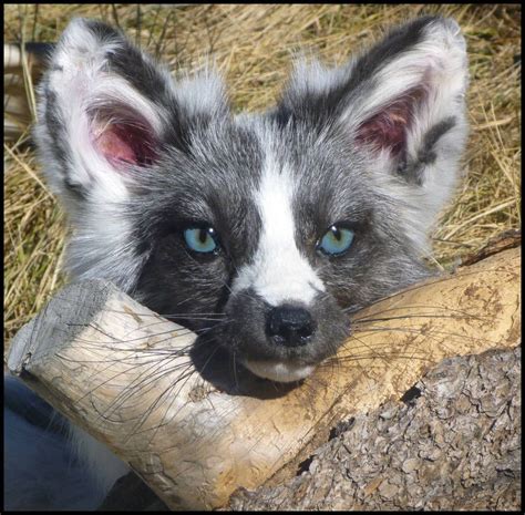 Arctic Marble Fox By Tricksters Taxidermy On Deviantart Pet Fox