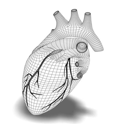 Human Heart Cutaway Anatomy 3d Model Cgtrader