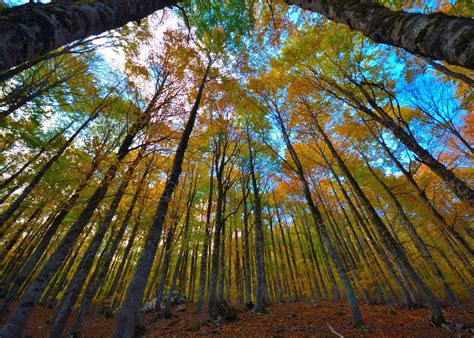 We The Italians | Italian land and nature: The Ancient Beech Forests