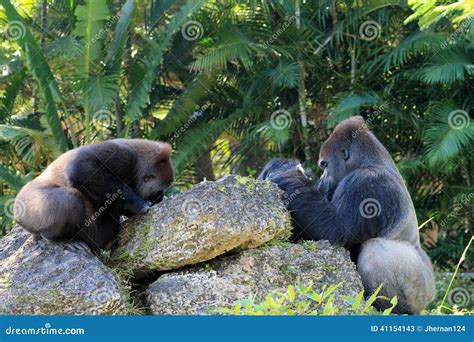 Portrait Of Gorilla Couple Stock Image Image Of Behavior 41154143