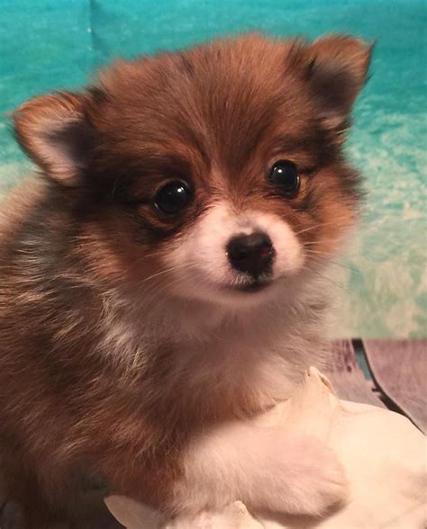 Pomeranian Puppies For Sale Atlanta Ga 155376