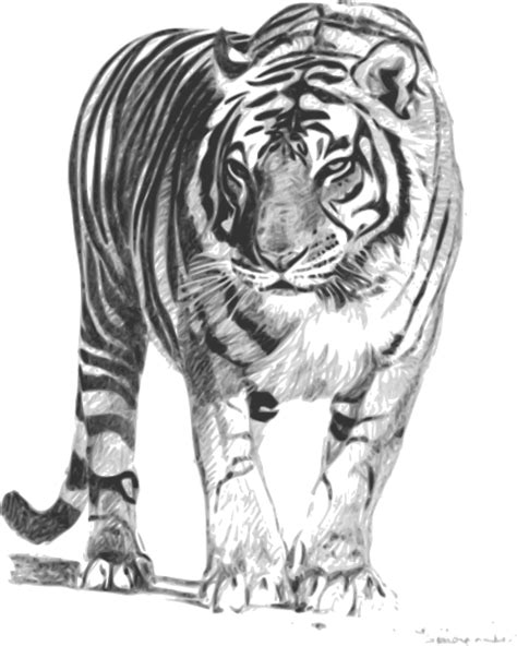 Bengal Tiger Clip Art At Clker Com Vector Clip Art Online Royalty