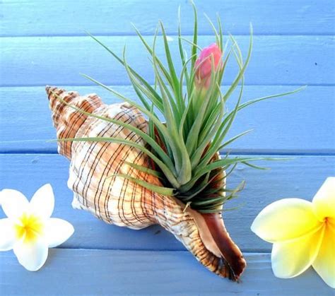 Air Plant In Shell Seashell Sea Shell Shell Wedding Etsy Air Plants