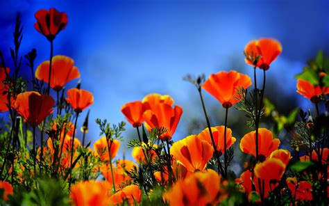 Poppy Flower Wallpaper 63 Images