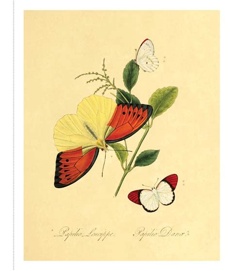 Instant Wall Art Butterfly Botanical Prints Book By Adams Media
