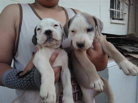 43 American Bulldog Puppies Arizona Image Bleumoonproductions