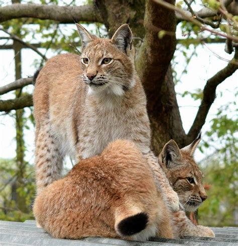 Lillith The Elusive Lynx Still At Large Eludes Zoo Keepers And
