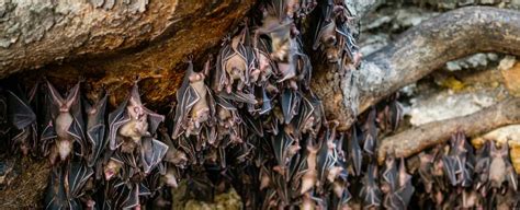 Scientists Are Literally Digging Through Bat Poop To Reconstruct