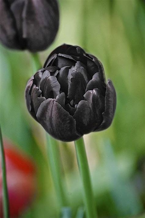 Motoculture Services Black Tulip