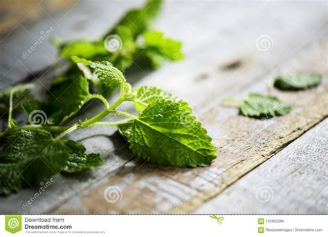 Closeup Of Peppermint Leaves Cooking Herb Stock Photo Image Of Mint