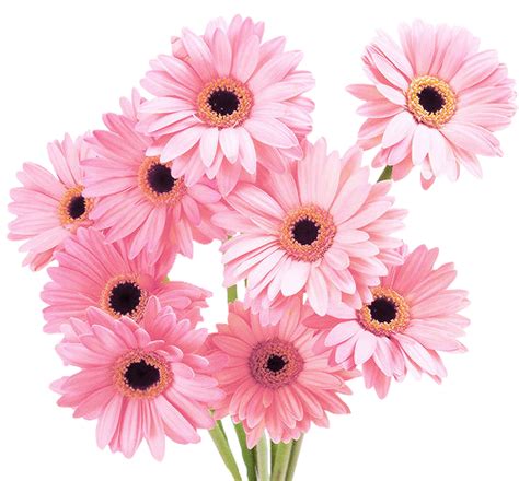 Collection Of Hq Pink Daisy Png Hd Pluspng