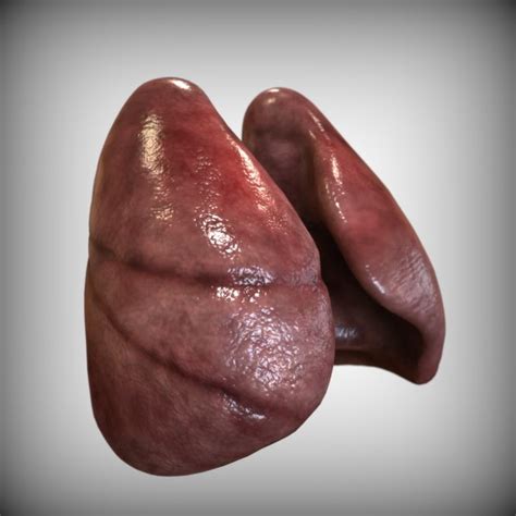 3d Human Lungs Model