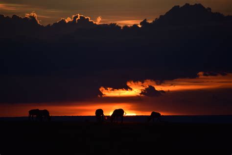 Kenyan Sunset Masai Mara By Pieter Joubert Sunset Celestial Masai Mara