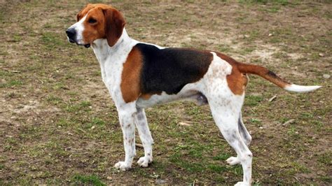 Harrier Harrier Dog Dog Breeds Dog Breeder