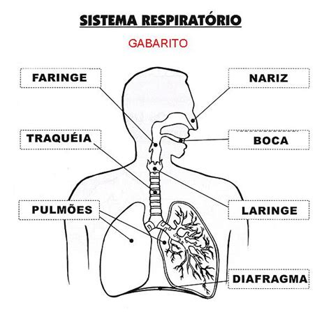 Pedagógiccos Sistema Respiratório