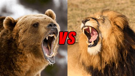 African Lion Vs Grizzly Bear Fight Comparison Who Wil