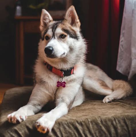 Here's when it may happen and why. Can Huskies Have Brown Eyes? | Husky Eye Color Guide - My Happy Husky