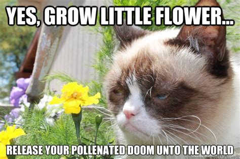 Grumpycat Watching Flowers Memes Quickmeme
