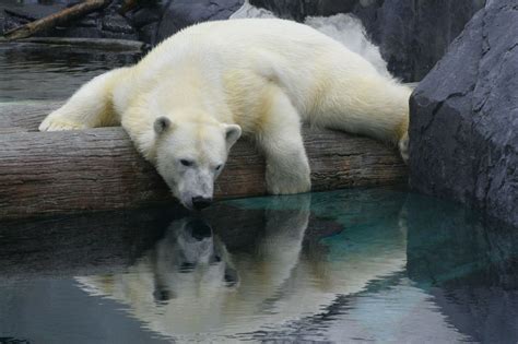 Are Polar Bears Endangered The Truth Will Leave You In Shock Animal Sake