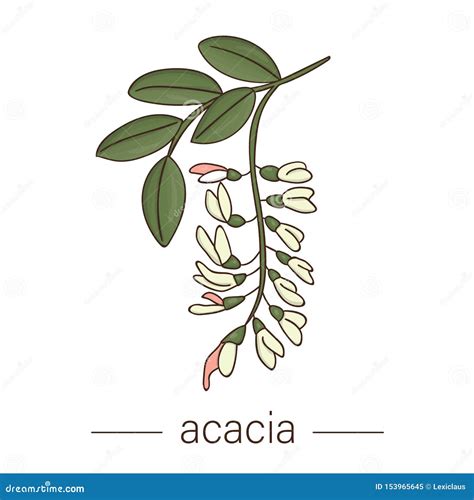Vector Acacia Icon Colored Wild Flower Illustration Stock Vector