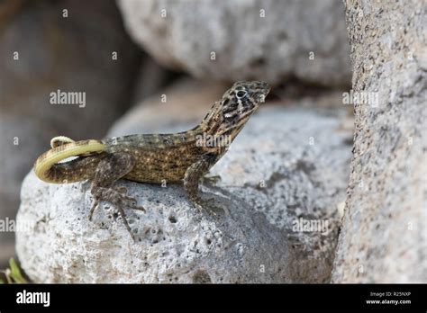 Northern Curly Tailed Lizard That Sits Among The Rocks And Looks Ahead