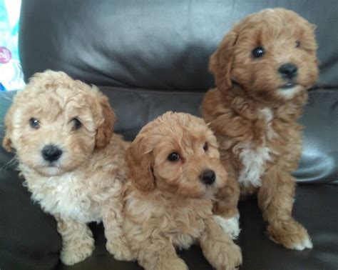 Toy Cockapoo Puppies For Sale In East Finchley London Gumtree