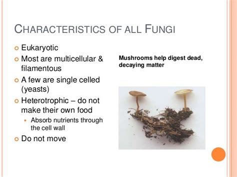 Classification Of Fungi