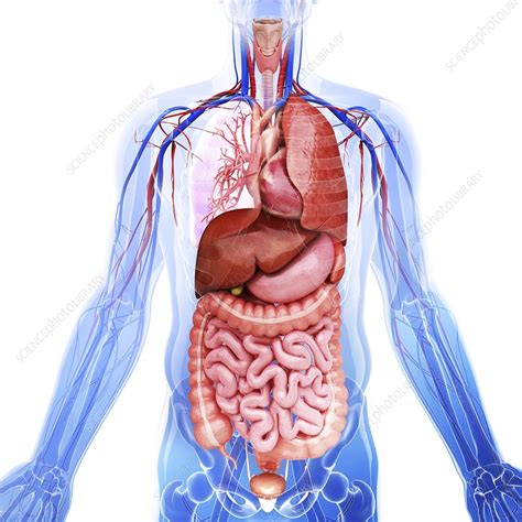 Human Internal Organs Artwork Stock Image F008 7675 Science