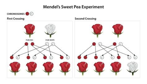 Gregor Mendel Pea Experiment