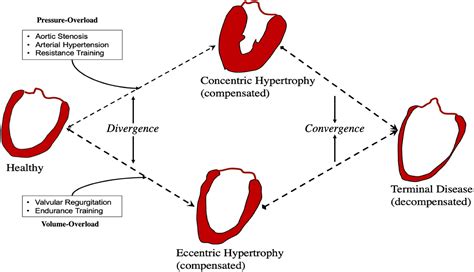Frontiers Heart Plasticity In Response To Pressure And Volume