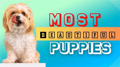 Top 10 Most Beautiful Puppies In The Worldcutest Puppies In The World
