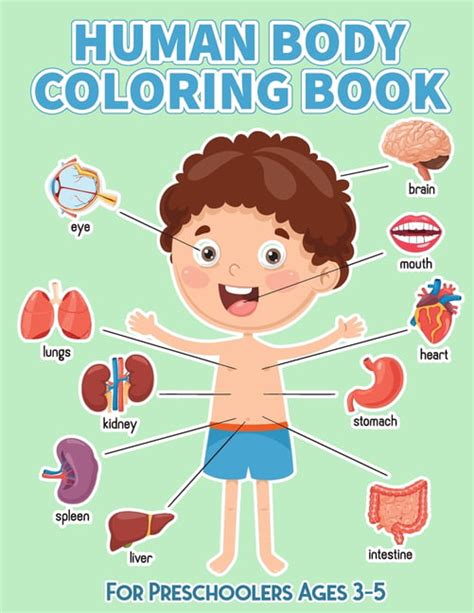 Human Body Coloring Book For Preschoolers Ages 3 5 Human Anatomy