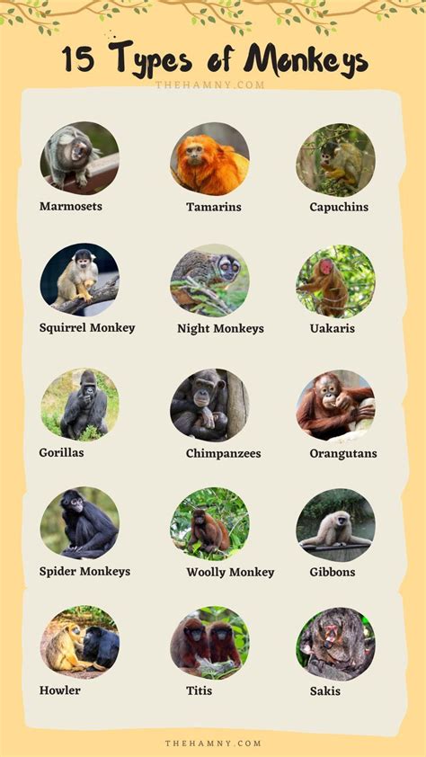 Types Of Monkeys Chart Types Of Monkeys Different Types Of Monkeys