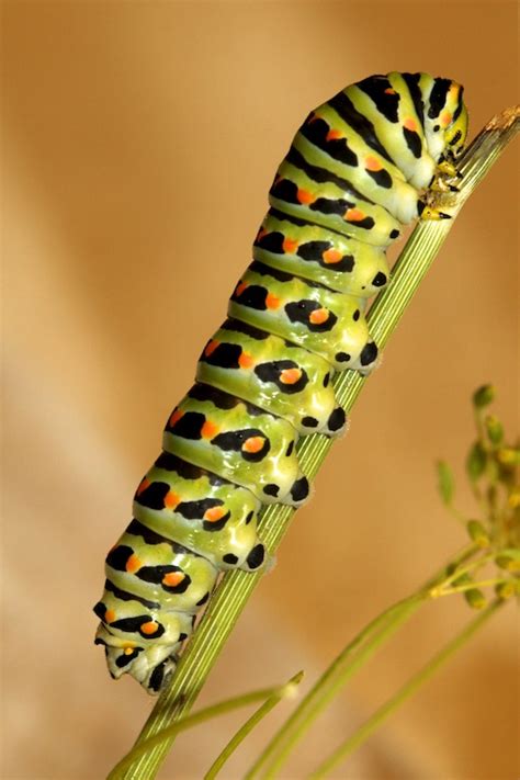 10 Fun Facts About Caterpillars Naturally North Idaho