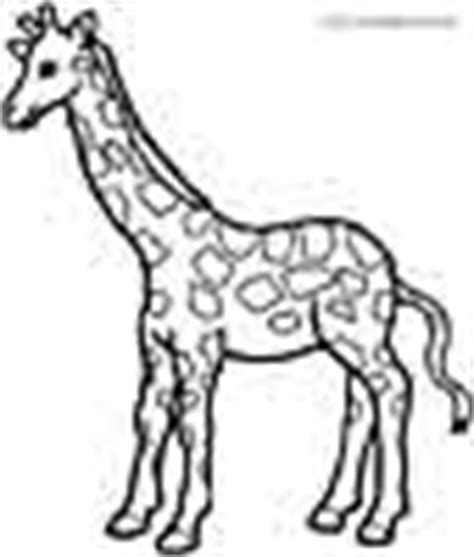 giraffes coloring pages  coloring pages  kids