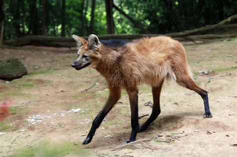 Maned Wolf The Largest Canid Of South America Stock Photo Image Of