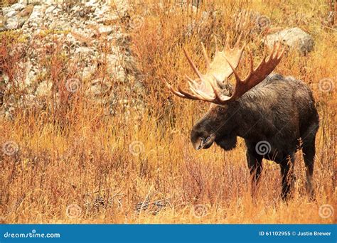 Majestic Bull Moose Profile View Stock Image Image Of Massive Bull